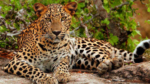 Yala Day Tour
