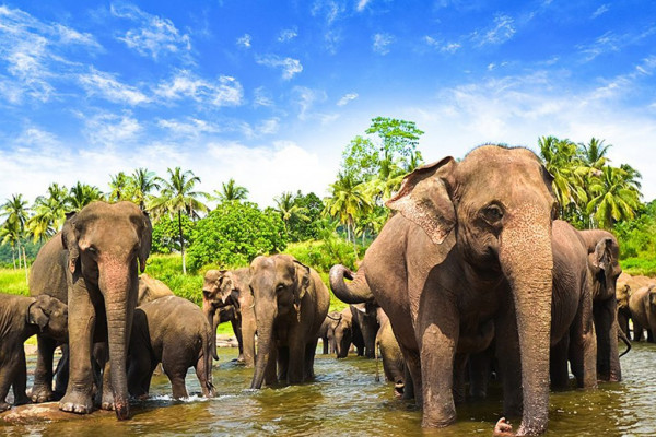 5 Days Tour in Sri Lanka